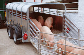 TA5 Livestock Trailer